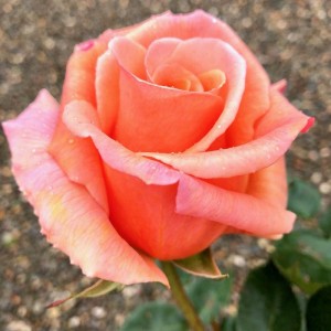 SPECIAL OCCASION (hybrid tea)